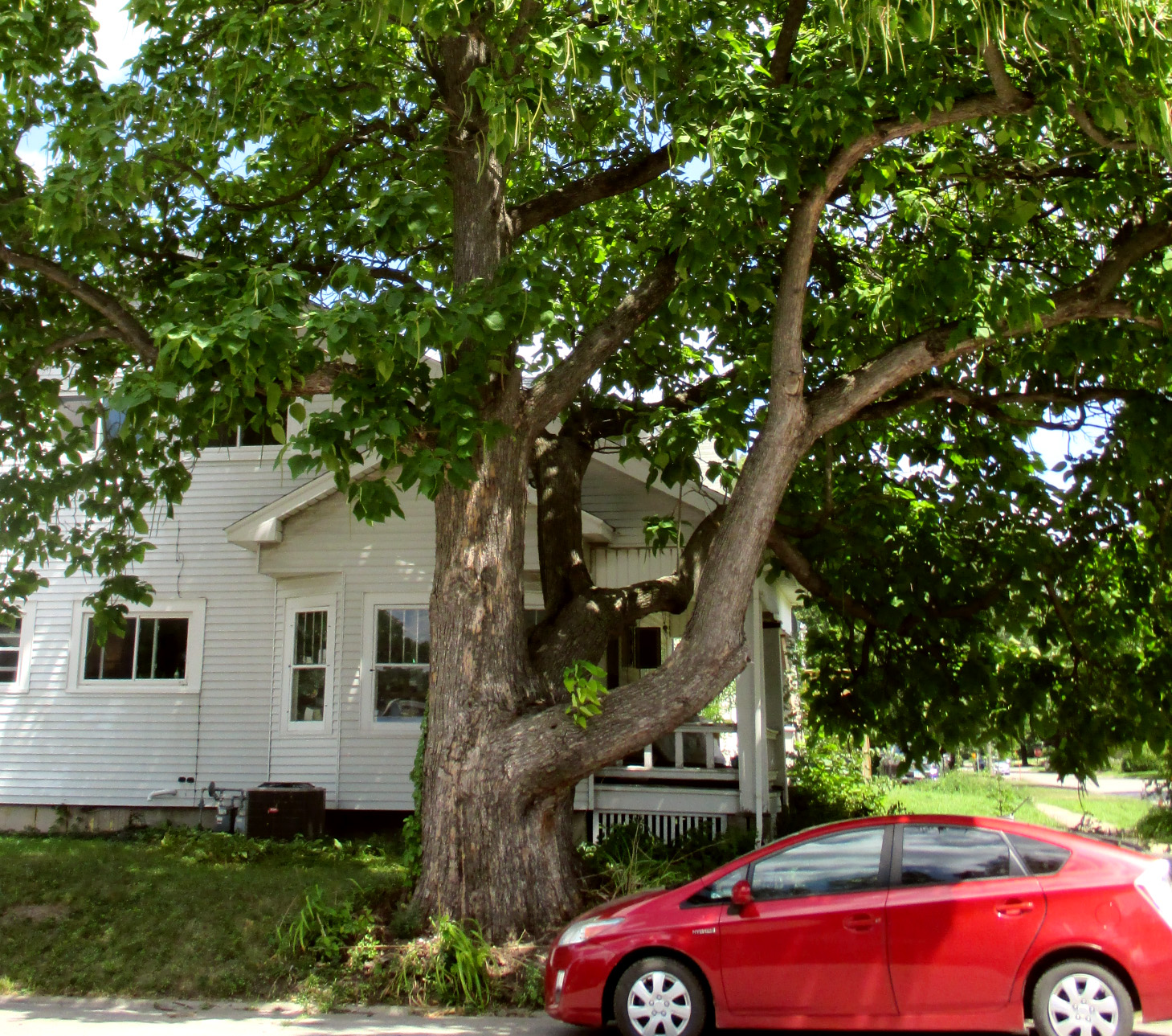 Catalpa, 6th & Washington